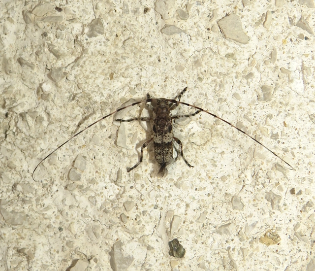 Acanthocinus griseus - szürke daliáscincér
