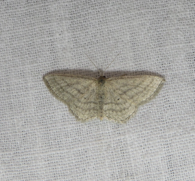 Scopula virgulata - vesszős sávosaraszoló