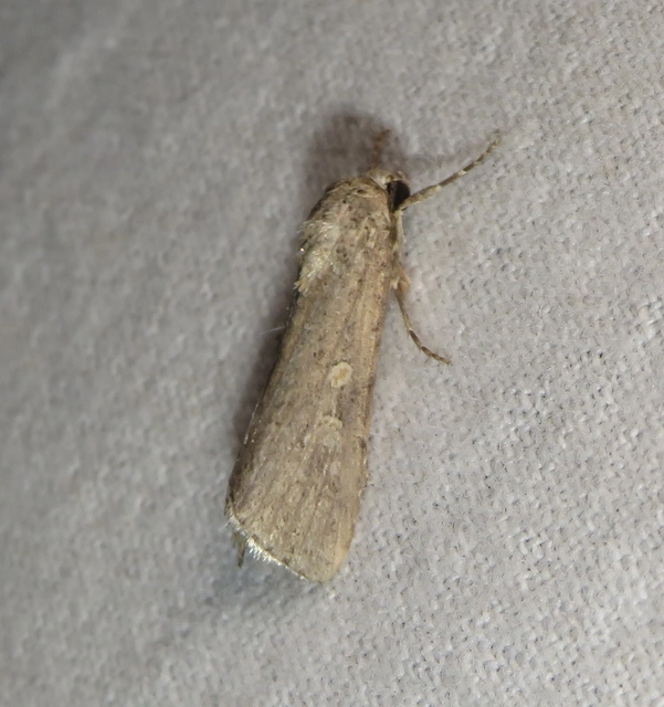 Spodoptera exigua - apró jegyesbagoly