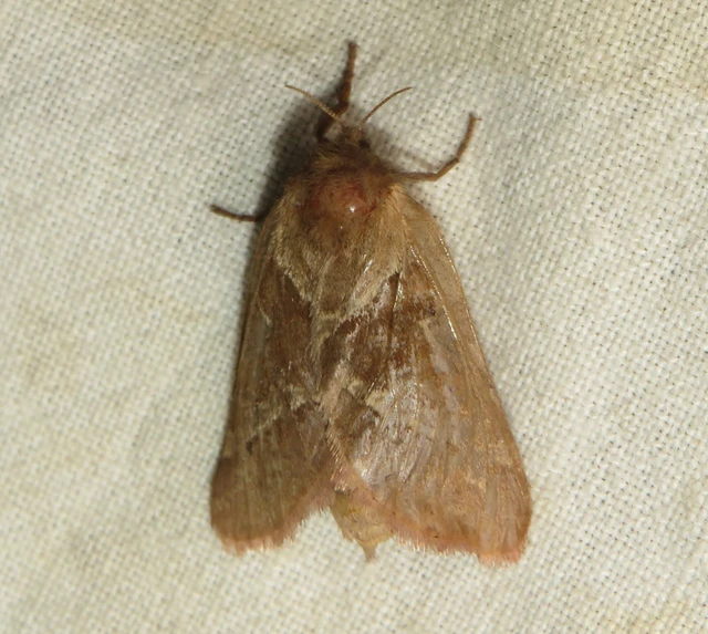 Triodia sylvina - kis gyökérrágólepke