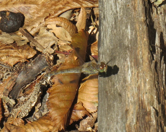 Sympetrum striolatum - harántsávos katona-szitakötő