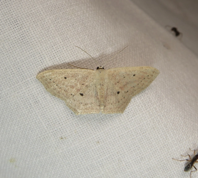 Scopula flaccidaria - alföldi sávosaraszoló