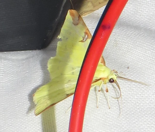 Opisthograptis luteolata - citromsárga araszoló