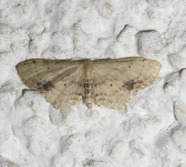 Idaea dimidiata - gyakori apróaraszoló
