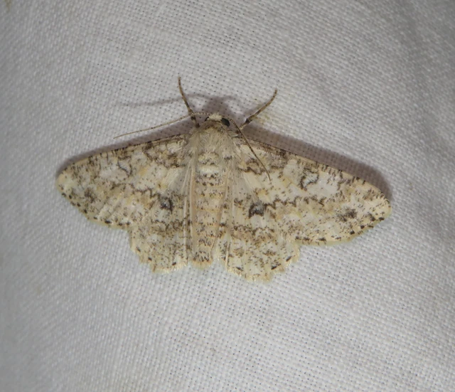 Ascotis selenaria - holdas faaraszoló