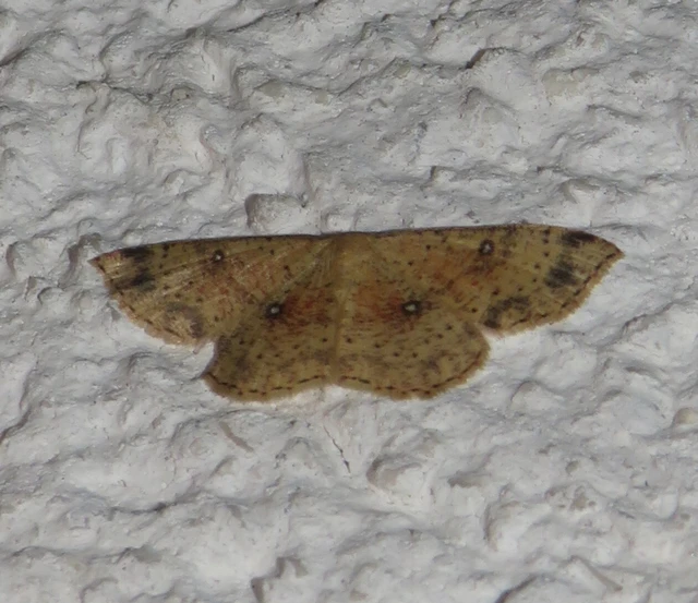 Cyclophora porata - körös pettyesaraszoló