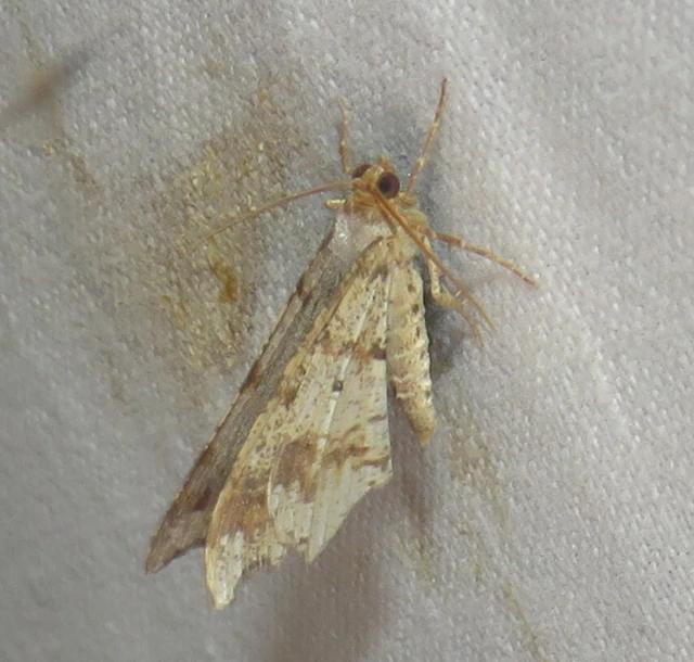 Macaria alternata - közönséges szürkearaszoló