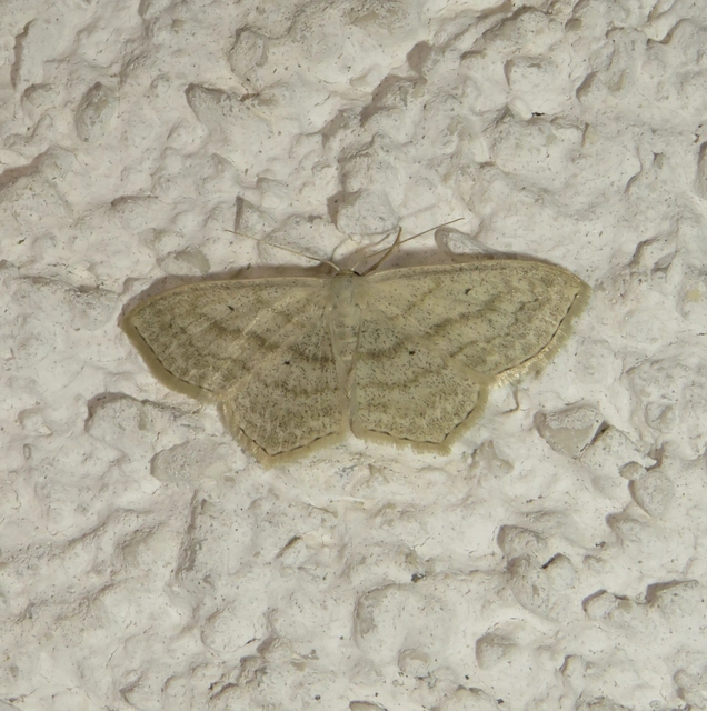 Scopula nigropunctata - feketepettyes araszoló