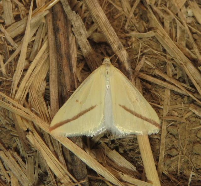Rhodometra sacraria - rózsacsíkos araszoló