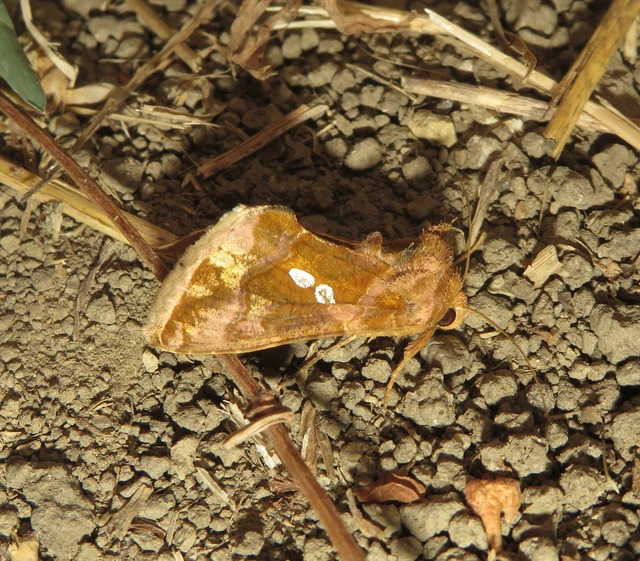 Chrysodeixis chalcites - déli aranybagoly