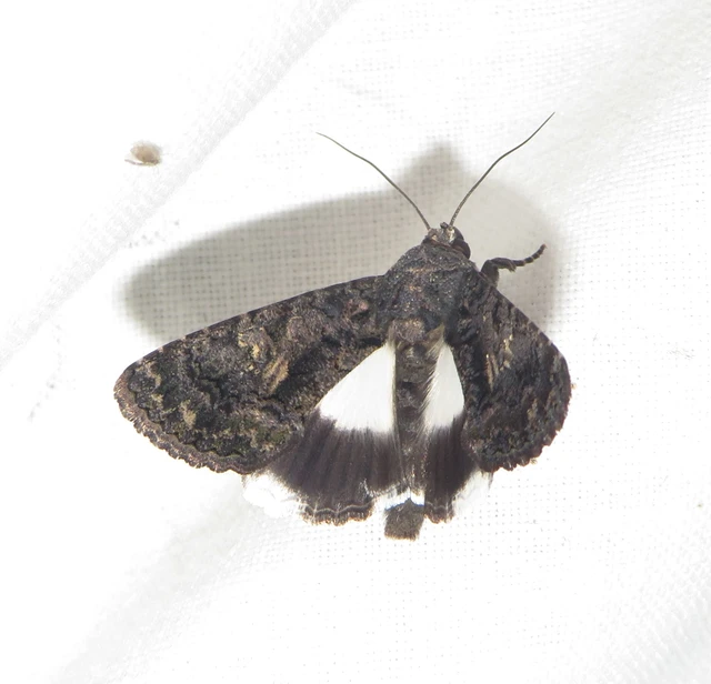 Anophia leucomelas - déli folyófűbagoly