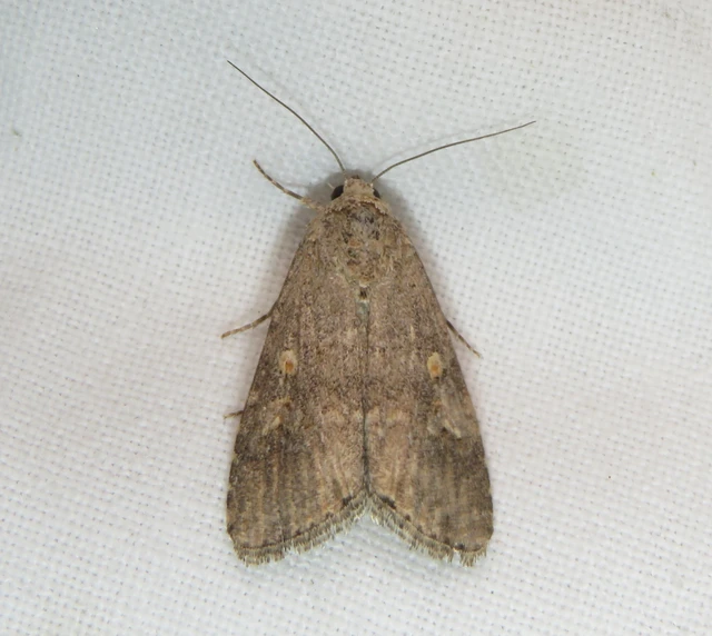 Spodoptera exigua - apró jegyesbagoly