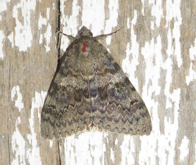 Catocala elocata - közönséges övesbagoly
