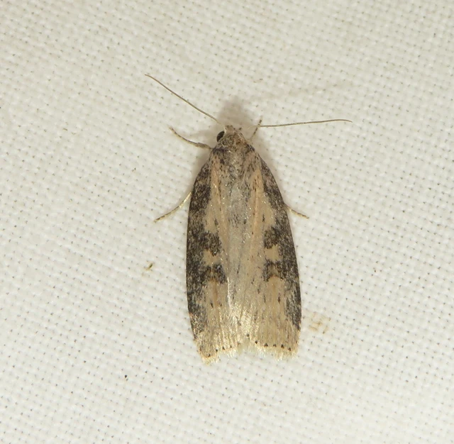 Chilodes maritima - négyfoltos nádibagoly