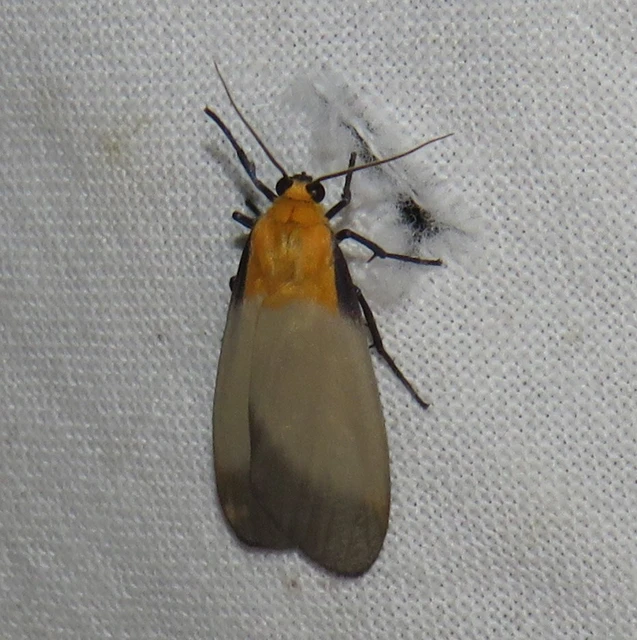 Lithosia quadra - négypettyes zuzmószövő