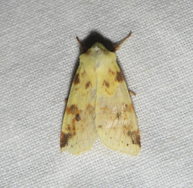 Cirrhia icteritia - nyárfa-sárgabagoly