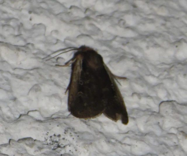Ochropleura plecta - fehérszegélyű fűbagoly