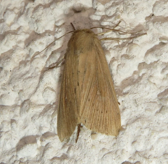 Leucania obsoleta - pontozott rétibagoly
