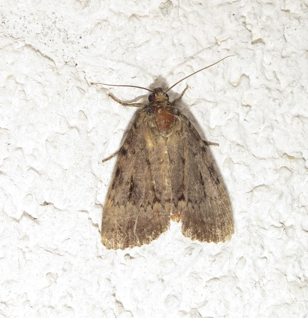 Amphipyra pyramidea - fahéjszínű bagoly