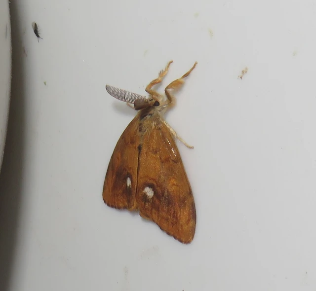 Orgyia antiqua - rozsdabarna kisszövő