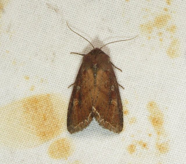 Lacanobia oleracea - saláta-kertibagoly
