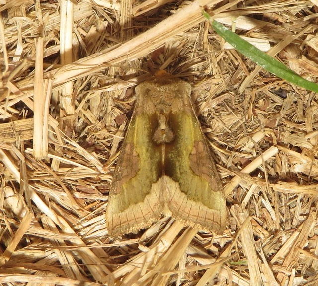 Diachrysia stenochrysis - rejtőző aranybagoly