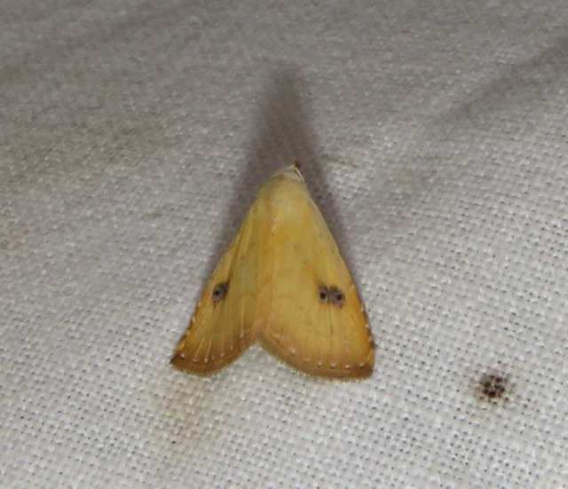 Rivula sericealis - selymes lórombagoly