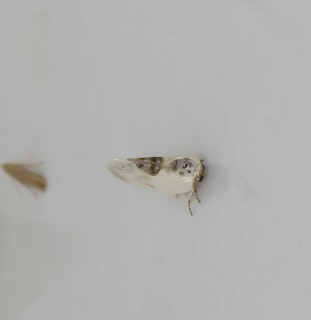 Cilix glaucata - törpe sarlósszövő