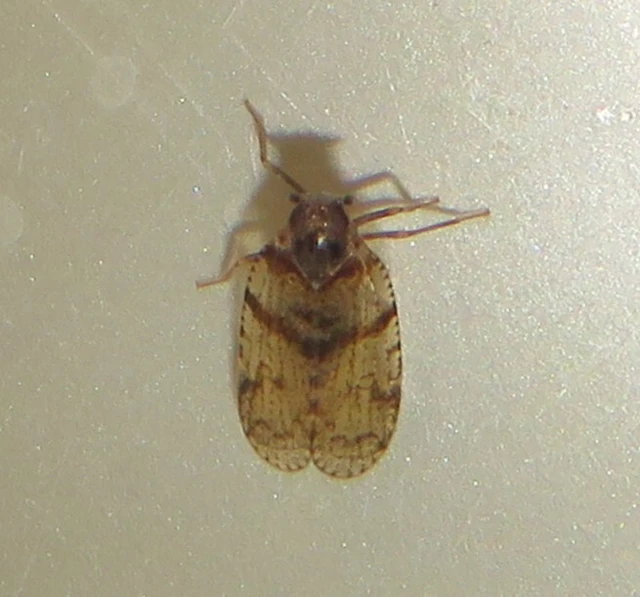 Cixius