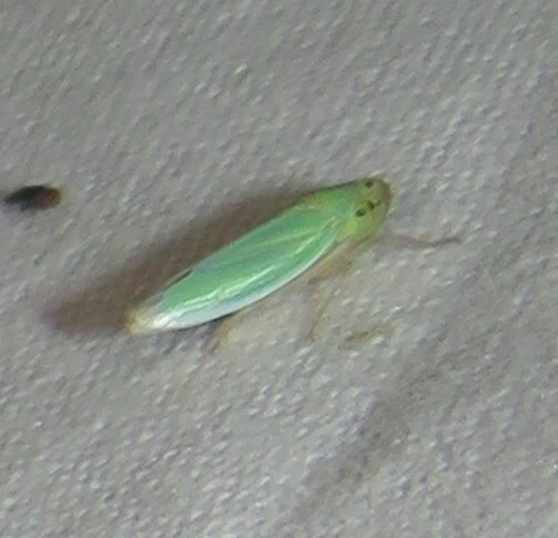 Cicadella viridis - méregzöld kabóca