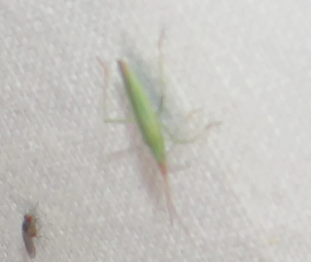 Trigonotylus