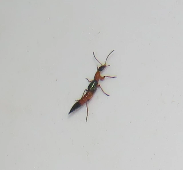 Paederus