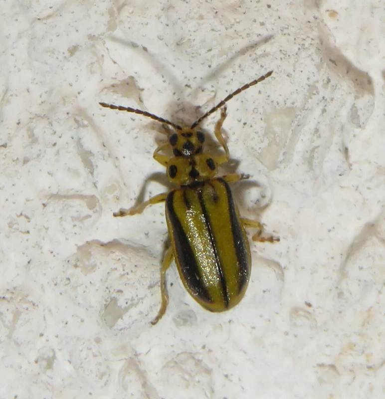 Xanthogalerucella luteola - szilfa-olajosbogár