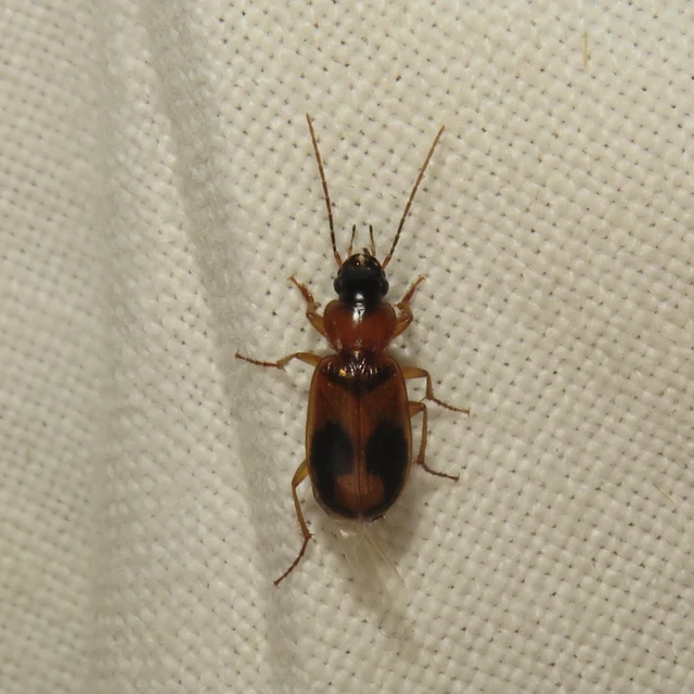 Badister meridionalis - közönséges posványfutonc