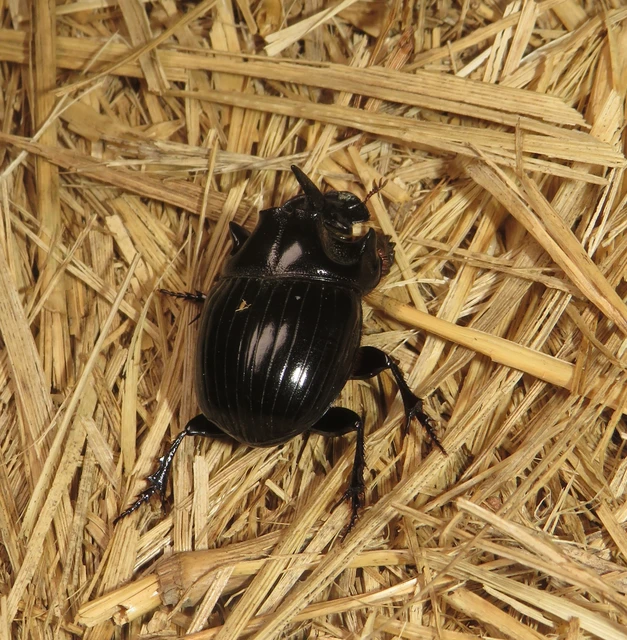 Copris lunaris - közönséges holdszarvú-ganéjtúró
