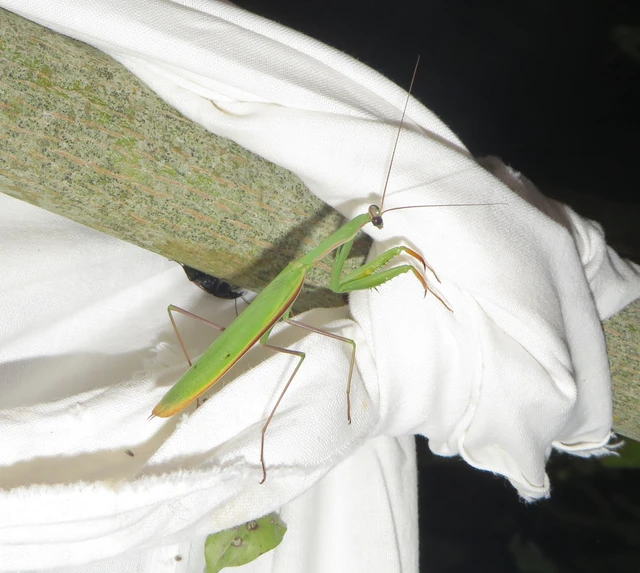 Mantodea - Fogólábúak