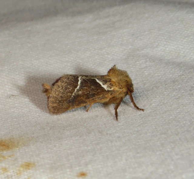 Triodia sylvina - kis gyökérrágólepke