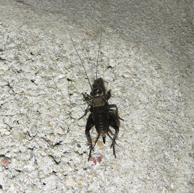 Melanogryllus desertus - fekete tücsök