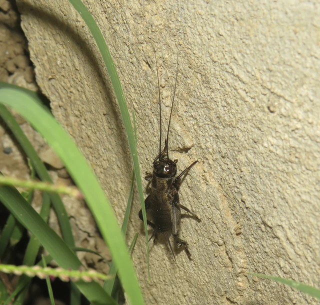 Melanogryllus desertus - fekete tücsök