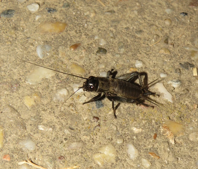 Melanogryllus desertus - fekete tücsök