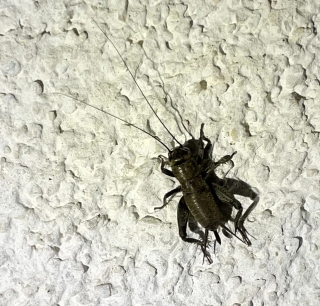Gryllidae - valódi tücskök