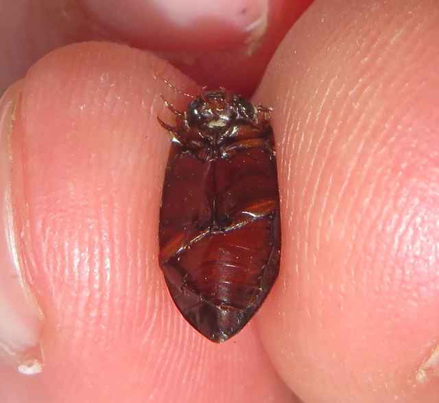 Ilybius fuliginosus - szegélyes orsócsíkbogár