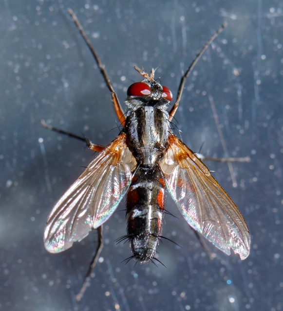 Mintho rufiventris