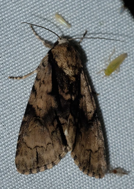 Acronicta alni - éger-szigonyosbagoly