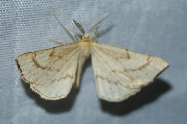 Hypoxystis pluviaria - hegyesszárnyú lápiaraszoló