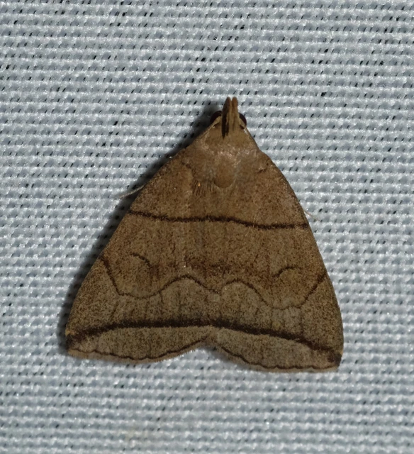 Herminia grisealis - ligeti karcsúbagoly