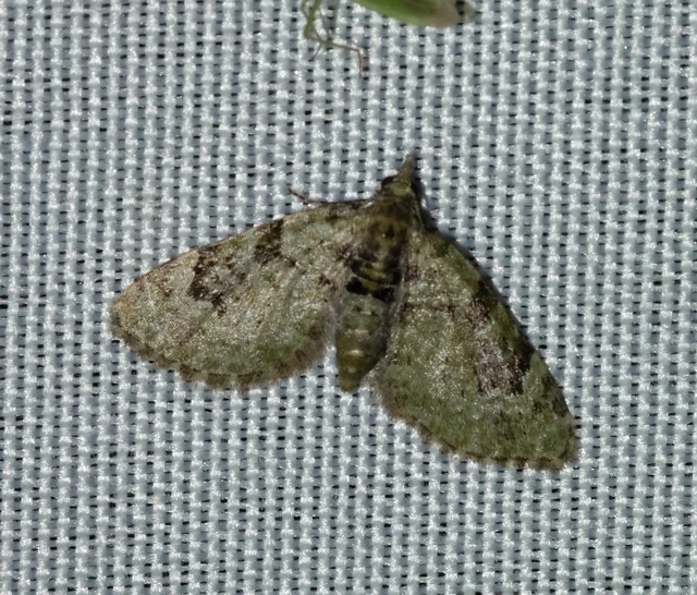 Chloroclystis v-ata - zöldes törpearaszoló