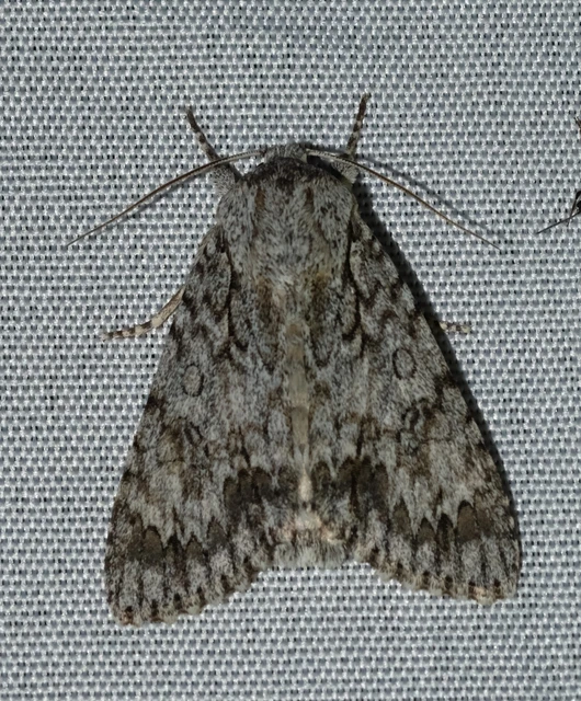 Acronicta aceris - vadgesztenye-szigonyosbagoly