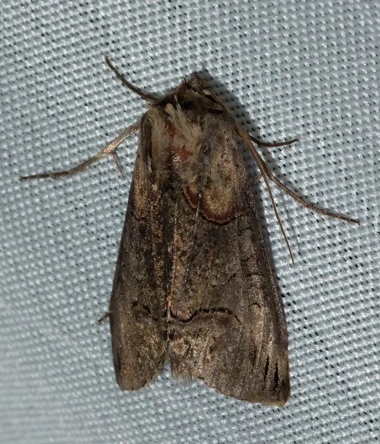 Abrostola triplasia - közönséges csalánbagoly