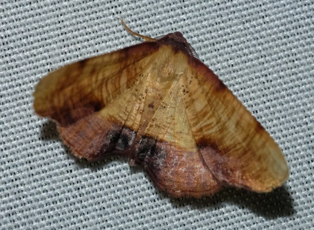 Plagodis dolabraria - baltaszárnyú araszoló